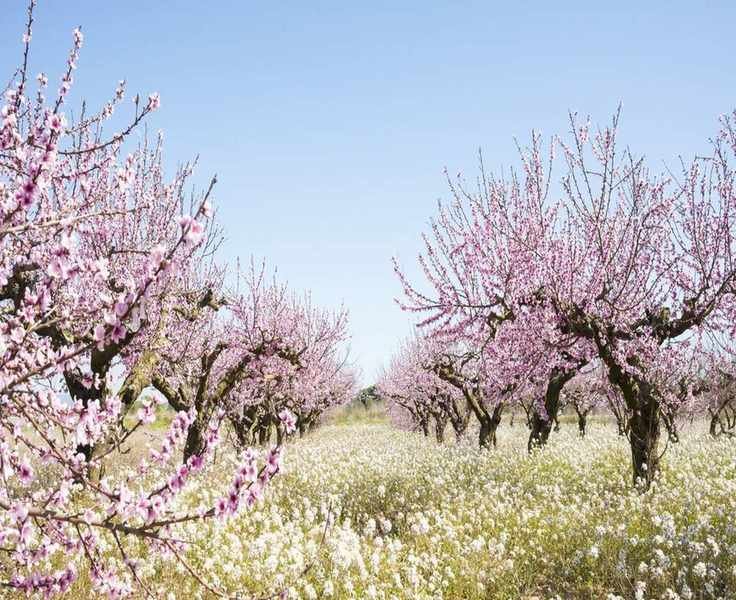 Best Spots to Experience Almond Tree Blossoms in California