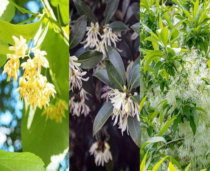 7 Fragrant Trees to Enrich Your Garden with Delightful Scents