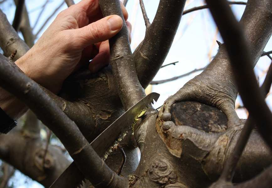 pruning a mature apple tree with a pruning saw