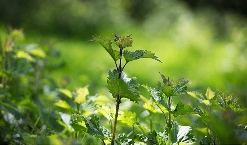 Vinegar as a Weed Killer: Tips for Effective Use in Your Garden