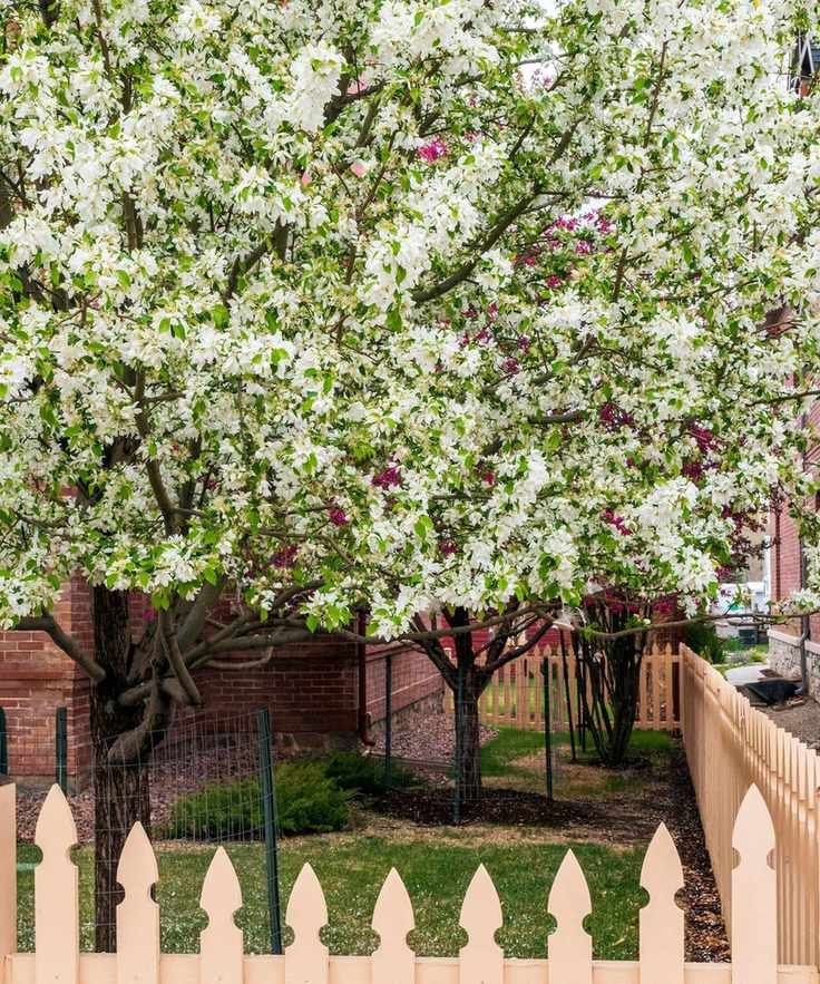 asian pears tree flowering in spring before pollination