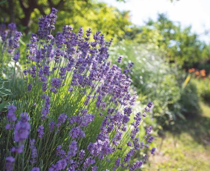 Best Times to Plant Lavender for Stunning Blooms and Fragrance