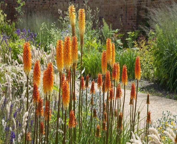 Explore 15 Red Hot Poker Varieties for Summer Garden Brilliance