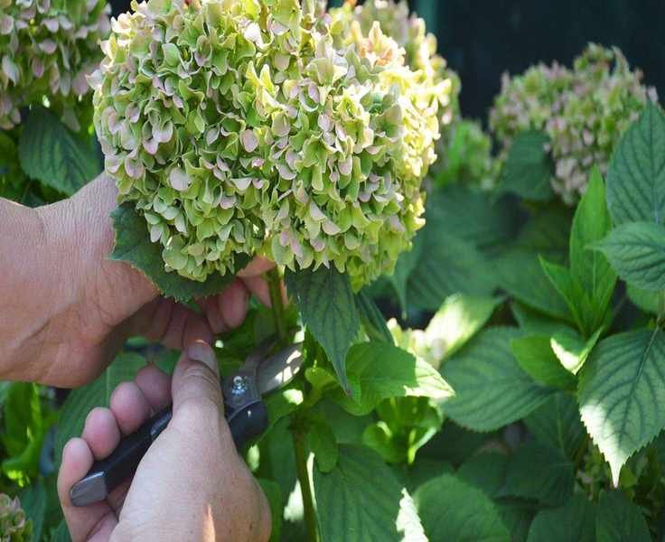 Pruning Hydrangeas: Essential Techniques for Every Type