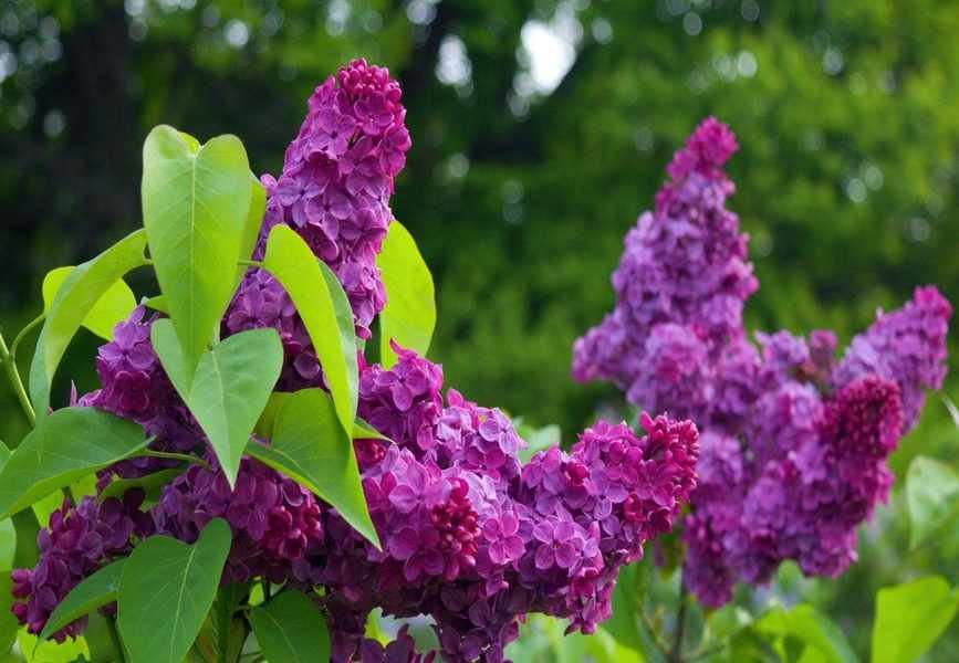 Propagating Lilacs: Effective Techniques for Growing New Plants