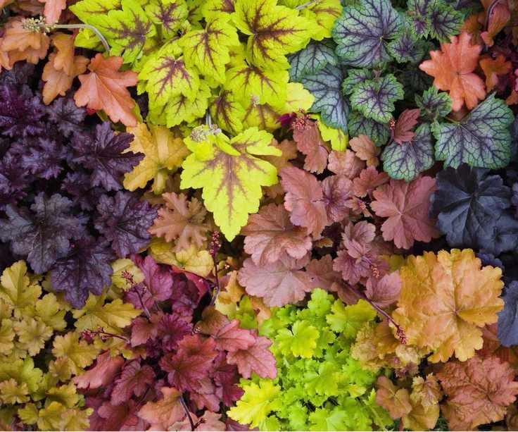 Heucheras