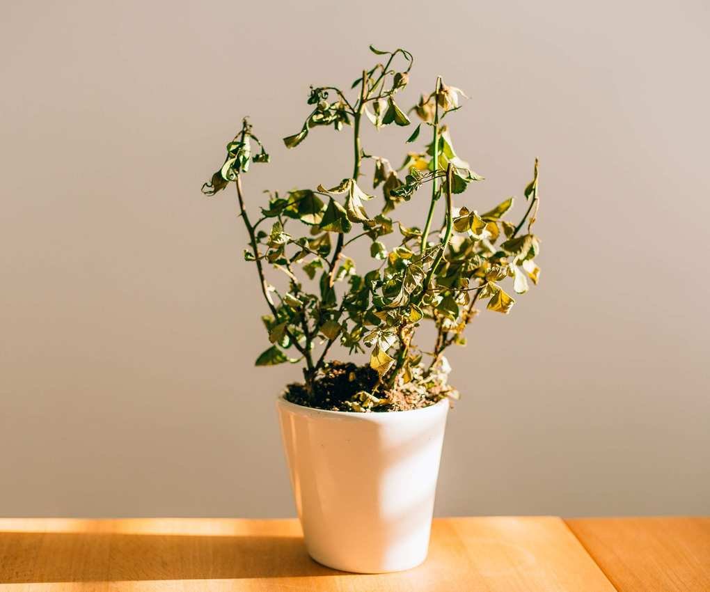 Wilting plant