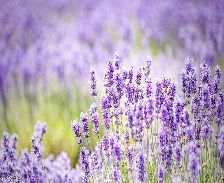 Fertilizing Lavender: Tips for This Beloved Herb