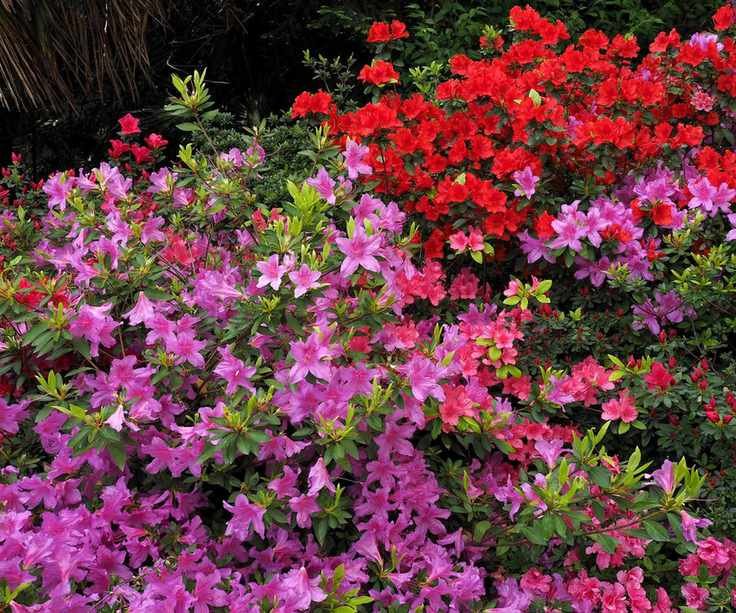 Pink and red azaleas in bloom