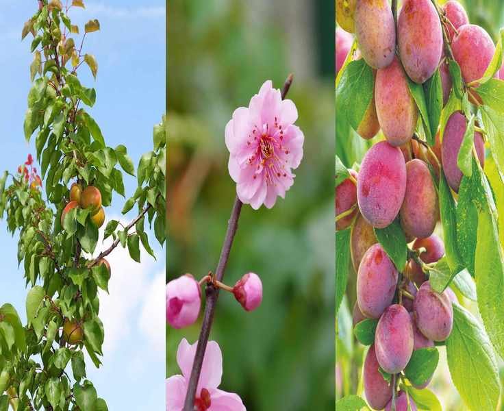 Best Times to Plant Plum Trees for Optimal Harvests