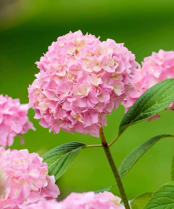 A pink hydrangea flower in bloom