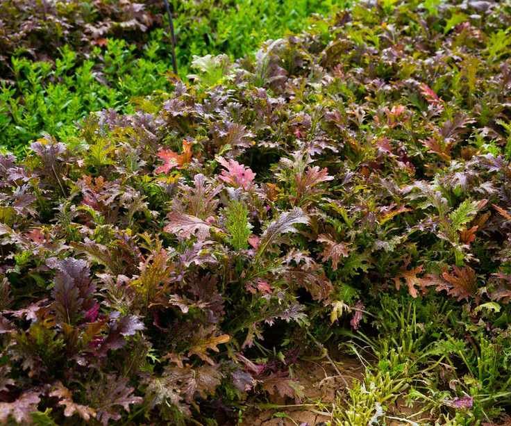 Red mizuna growing in a garden