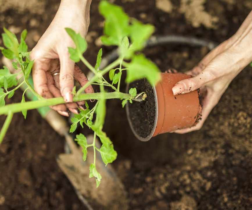A tomato plant being transplanted into the ground