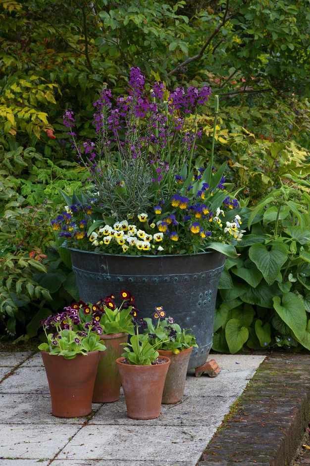 Thriller, spiller, filler - outdoor potted plants