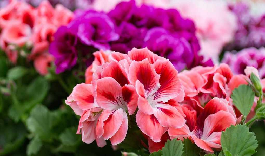 Fertilizing Geraniums: Expert Tips for Vibrant Blooms
