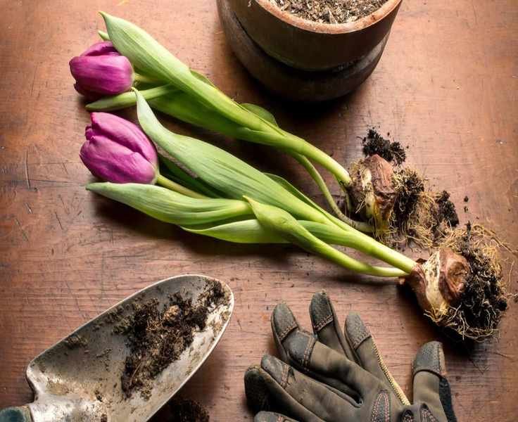 Can You Plant Tulip Bulbs in Spring? Expert Tips on Timing