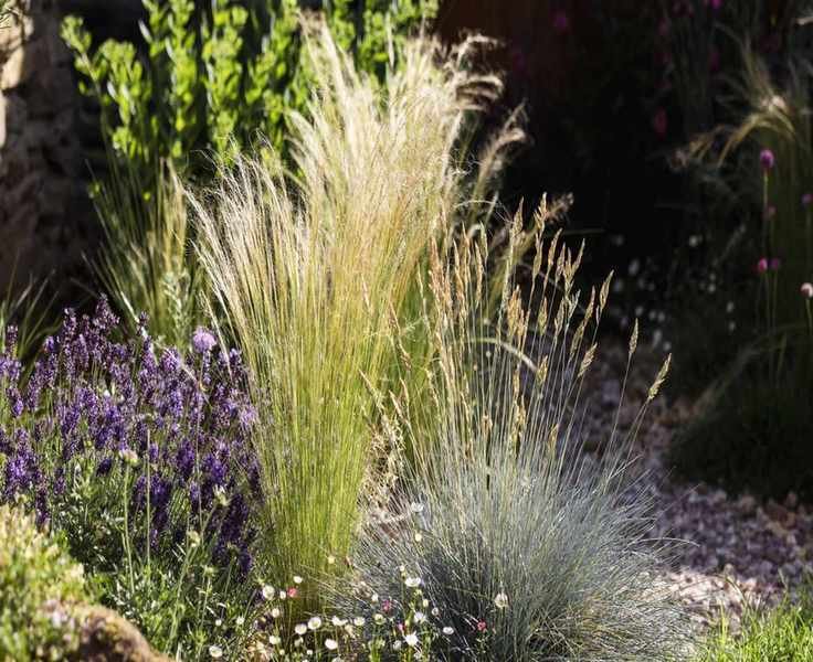 Caring for Native Grasses: Your Guide to Eco-Friendly Gardening
