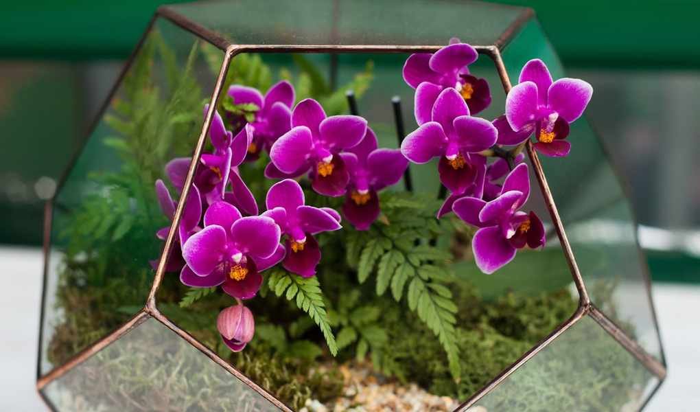 Crafting an Orchid Terrarium for a Chic, Tropical Vibe