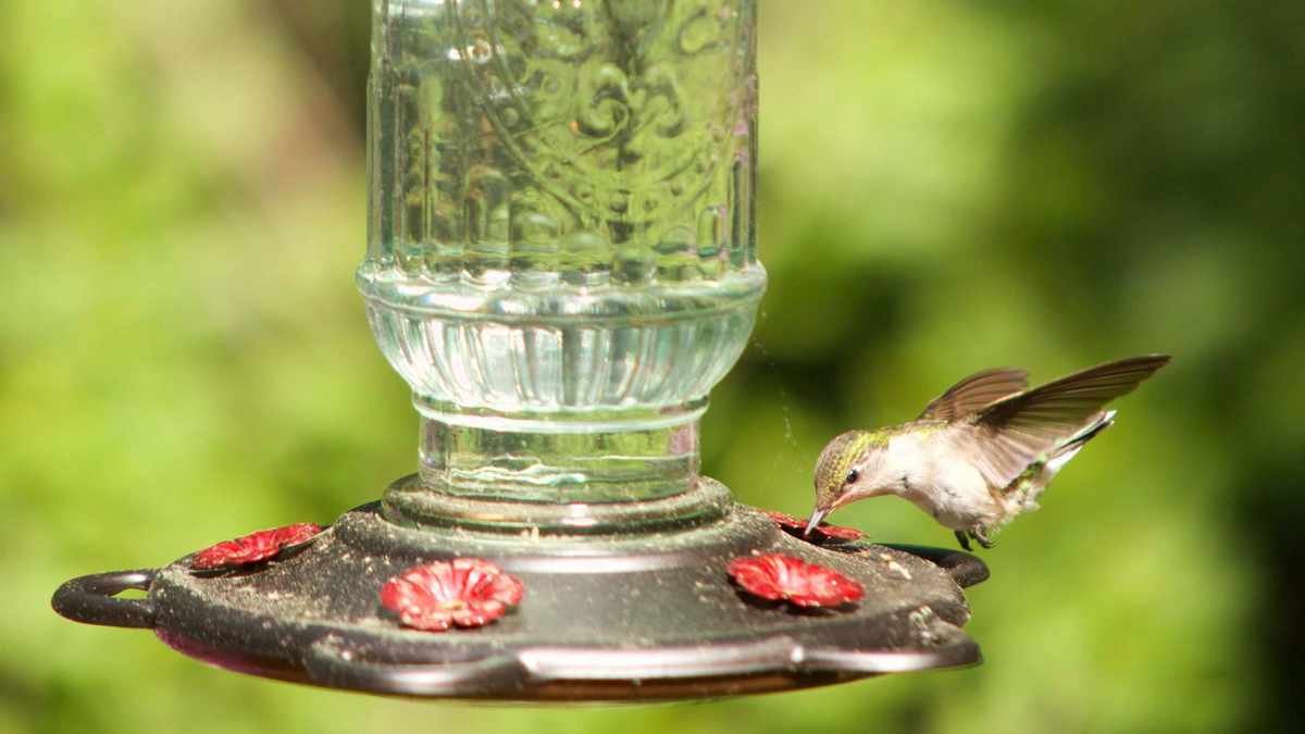 Two Surprising Foods to Avoid Feeding Birds and Better Alternatives