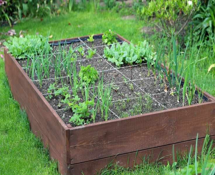 Top 9 Vegetables for Square Foot Gardening to Maximize Small Spaces