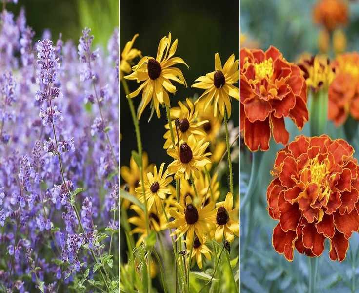Top 10 Beginner-Friendly Plants for Your Garden