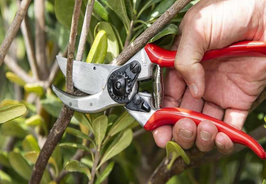 Top Pruners Recommended by Gardening Experts