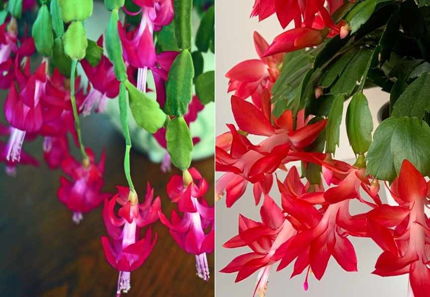 Thanksgiving Cactus vs Christmas Cactus: Key Distinctions Explained