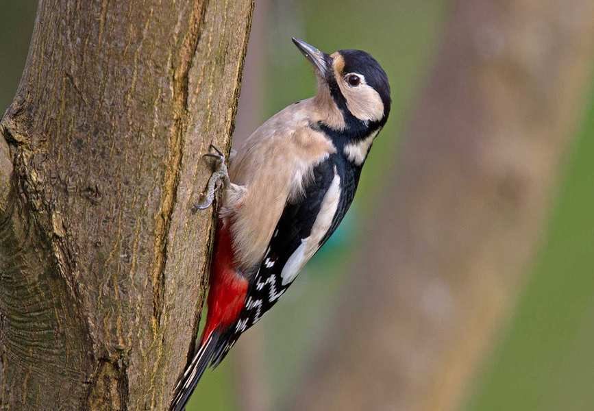 Attract Woodpeckers to Your Backyard with These 3 Simple Tips