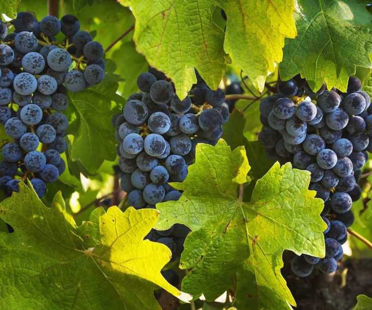 Dark grapes growing on a vine