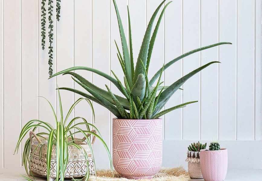 Essential Tips for Thriving Aloe Plant Care