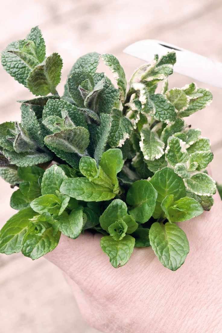 mint