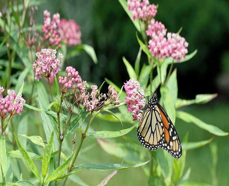 7 Plants to Transform Your Pond into a Wildlife Paradise