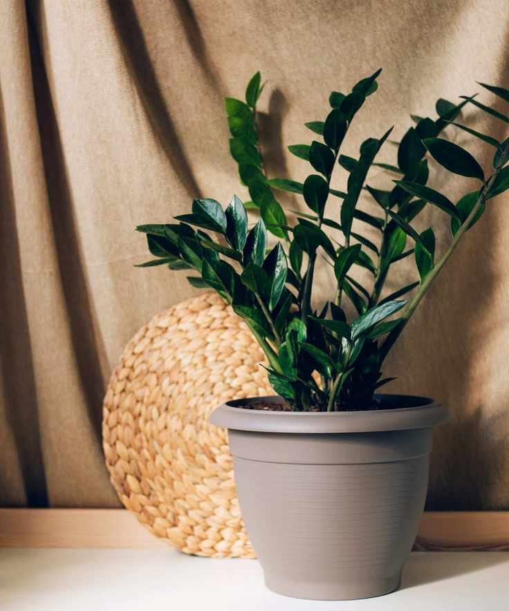 ZZ plant