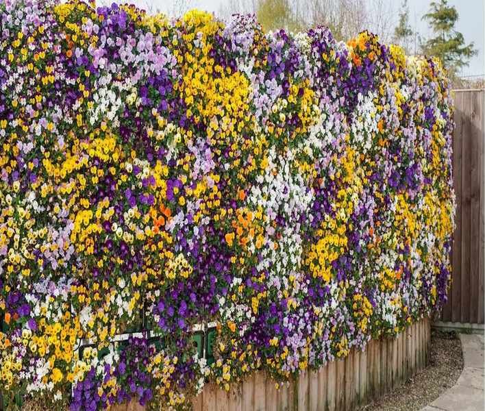 Top Flowering Plants for Creating a Stunning Vertical Garden