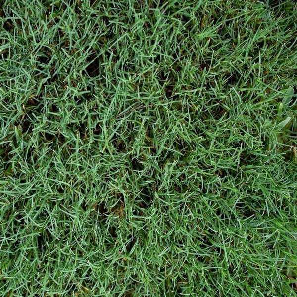 Bermuda grass in a garden
