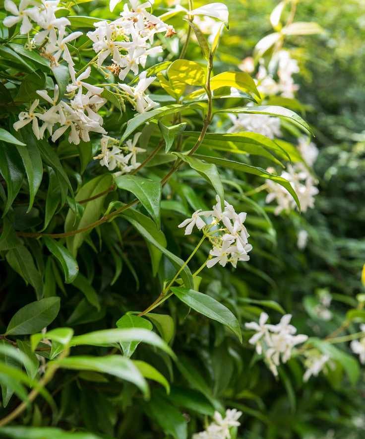 Trachelospermum Jasminoides