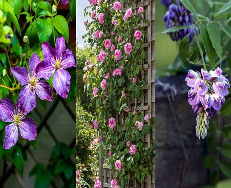 Top Plants to Beautify Your Fence – 10 Ways to Disguise with Foliage