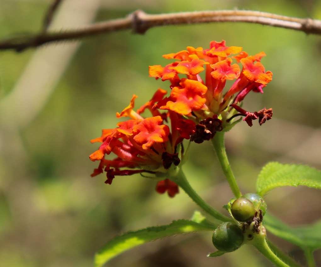 Lantana orange bloom opening