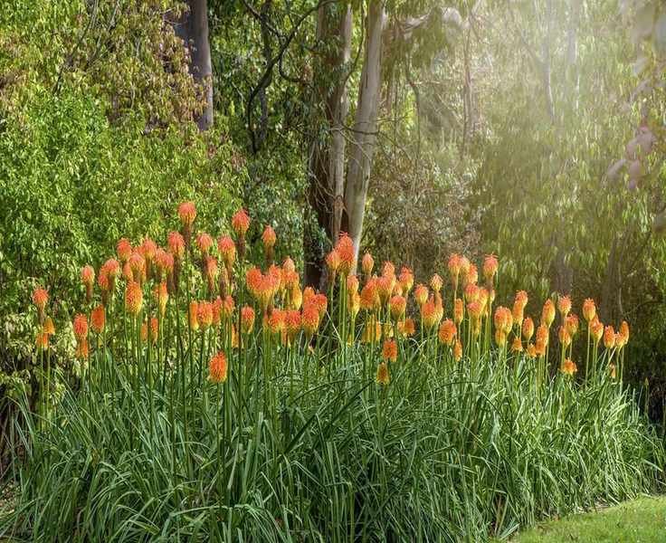 Growing Red Hot Poker: A Low-Maintenance Perennial for Your Garden