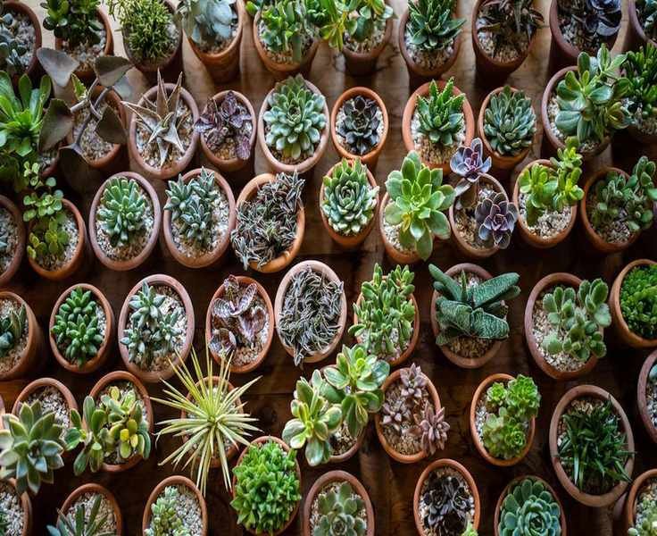8 Ideal Miniature Houseplants for Small Spaces and Thoughtful Gifts