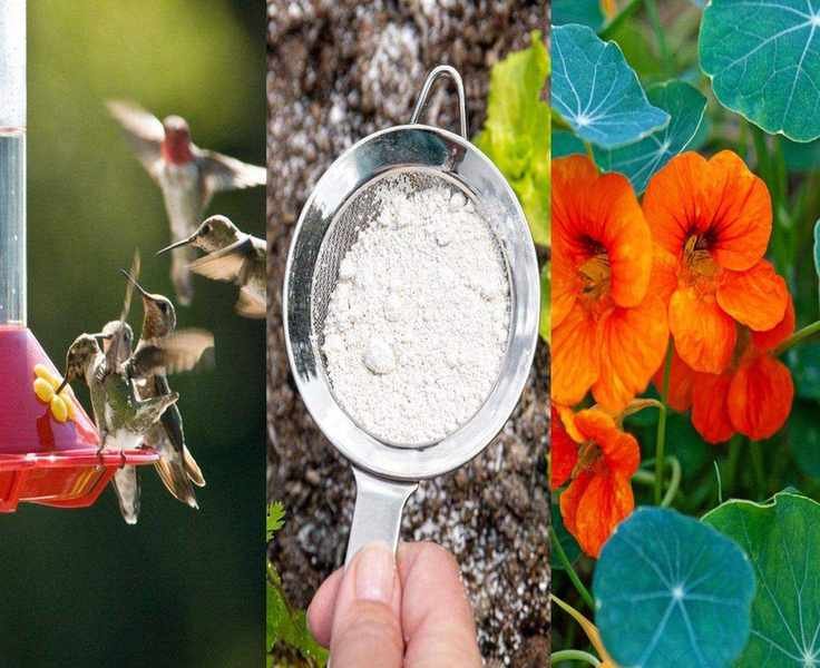 Eco-Friendly Pest Control Techniques for a Thriving Garden