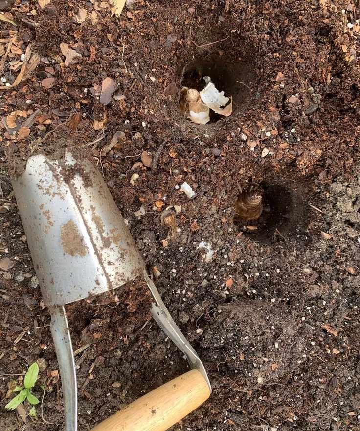 Planting bulbs deep with a bulb planter
