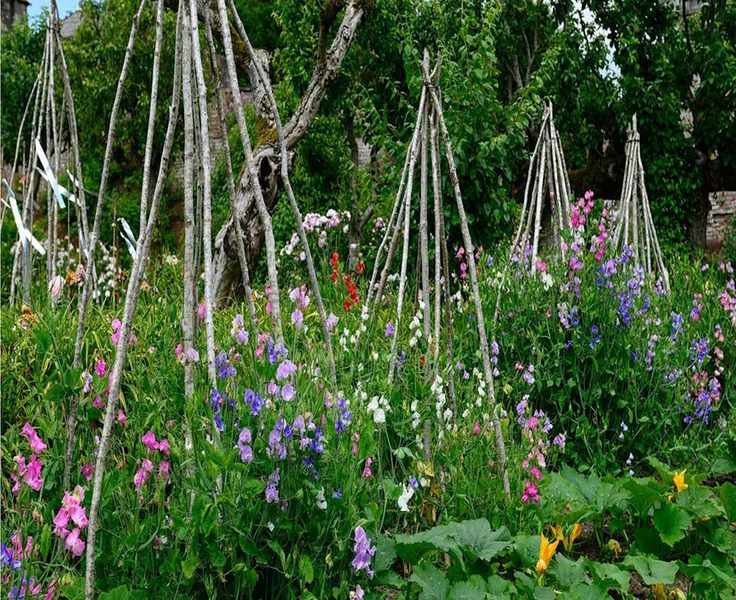 Master Deadheading Sweet Peas for Endless Summer Blooms