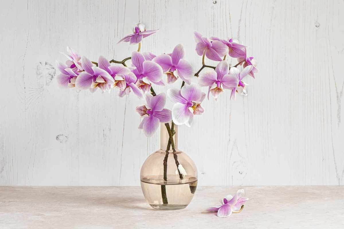 Orchid stems in pale pink glass vase