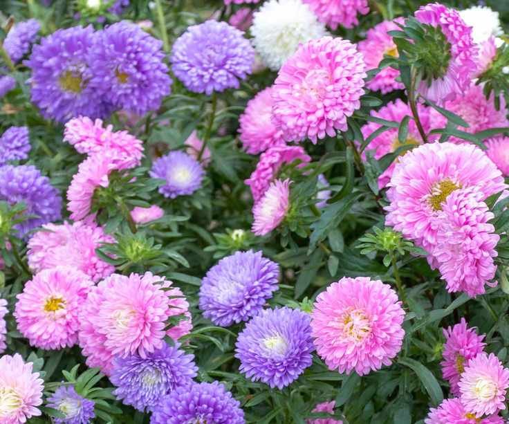 Pink and mauve flowers of annual asters Callistephus chinensis with tightly clustered petals