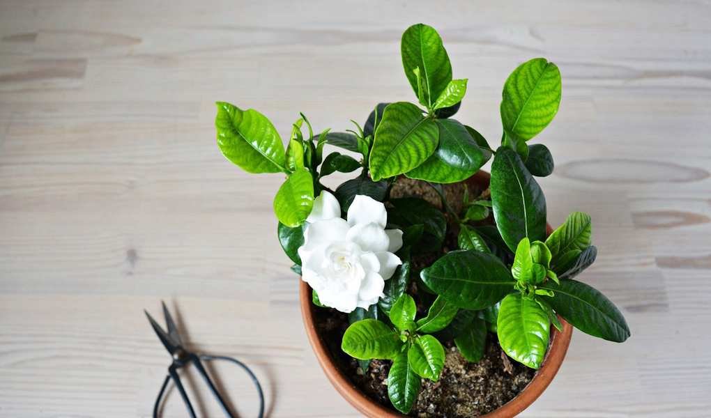 Fragrant Indoor Plants for a Cozy Living Room: 9 Surprising Choices