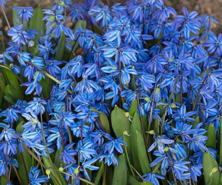 Vivid blue flowers of Scilla
