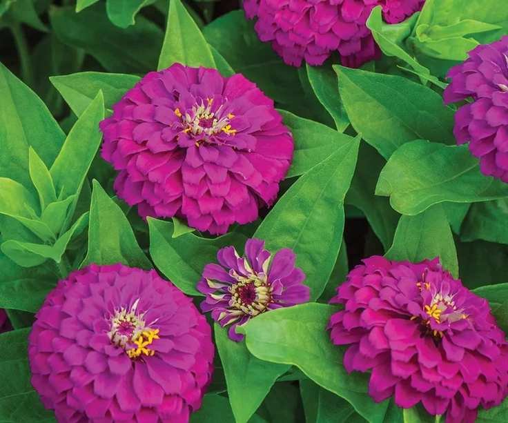 Zinnia 'Amethyst Treasure' with purple-pink blooms