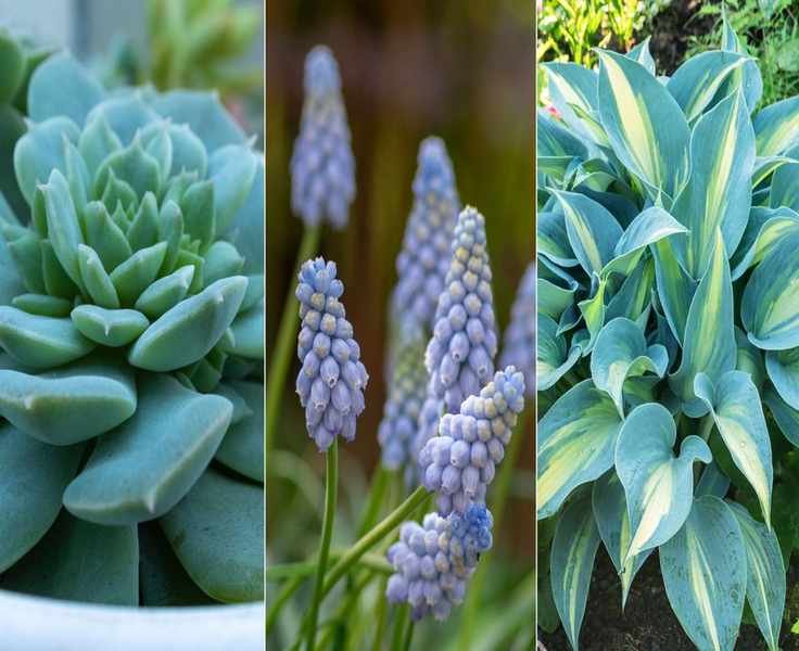 Teal Plants Set to Shine in Gardens for 2025: 8 Stunning Varieties