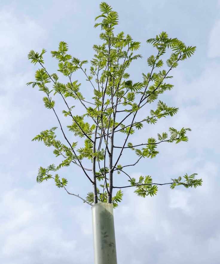 tree guard